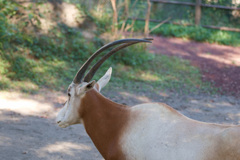 オリックスの角