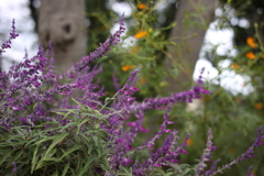 街の草花