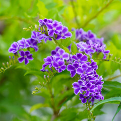 デュランタ　パープルラブ