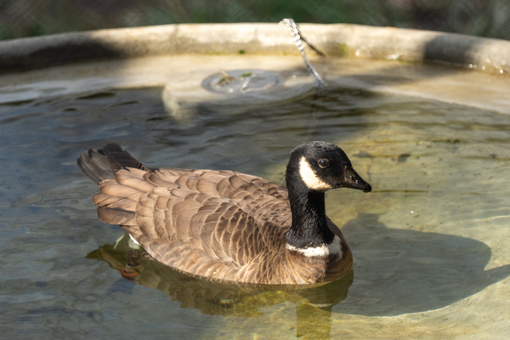 シジュウカラガン