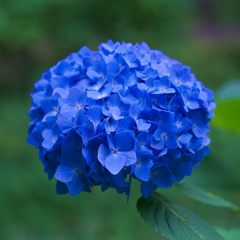 紫陽花