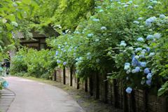 明月院　紫陽花 (5)