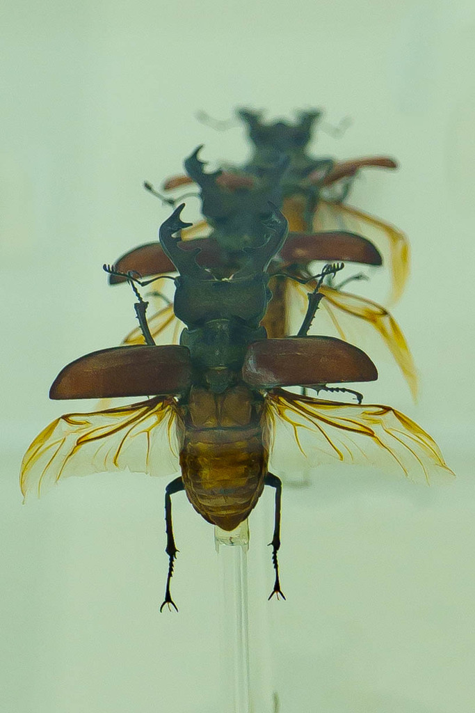 クワガタ　飛翔