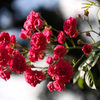薔薇群