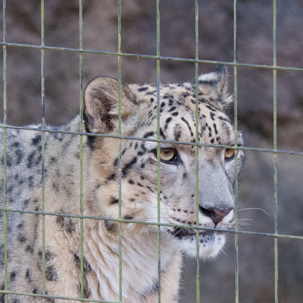 ユキヒョウ