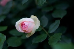 薔薇