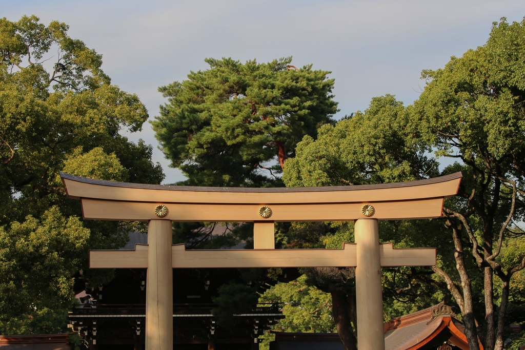 明治神宮　新築の鳥居
