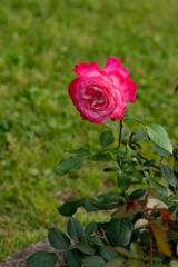 薔薇