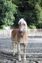 お馬さん　前ピン