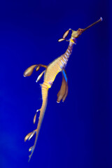 weedy sea dragon