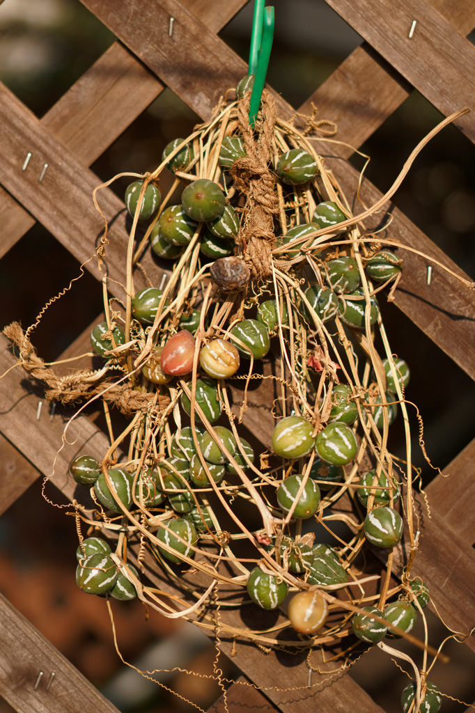 オキナワスズメウリ