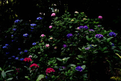紫陽花