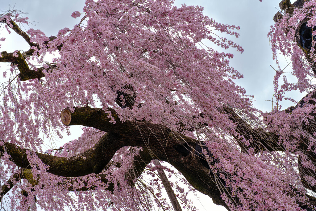 慈雲寺の桜