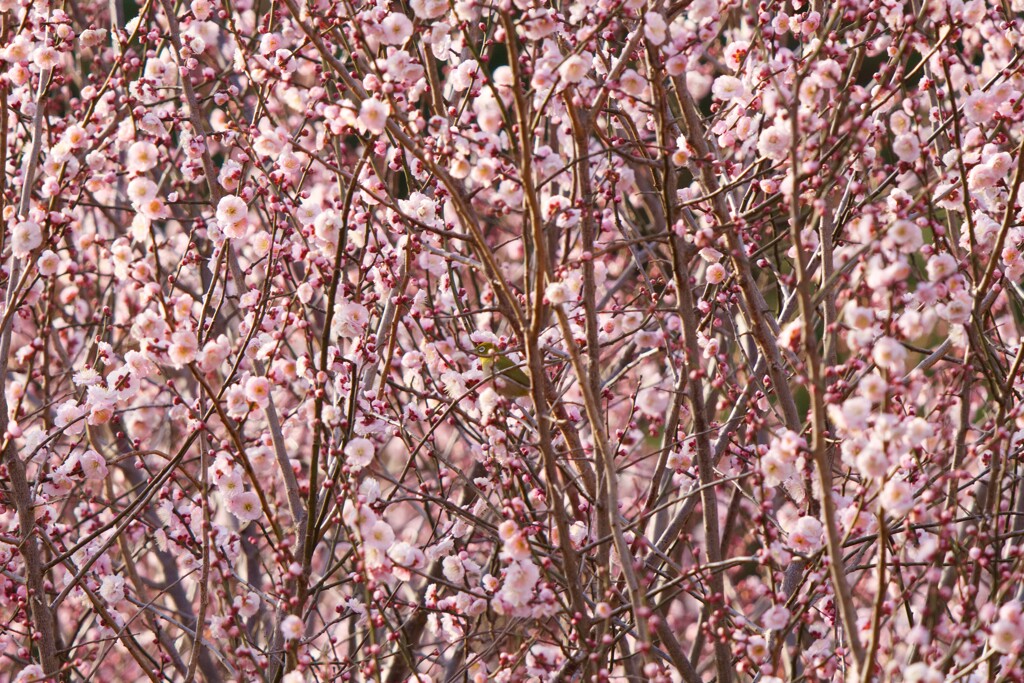 見つかりませんように