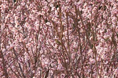 見つかりませんように