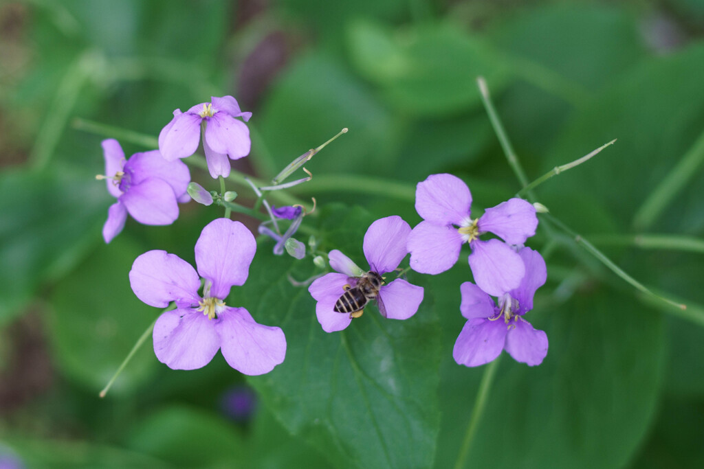 ムラサキハナナ
