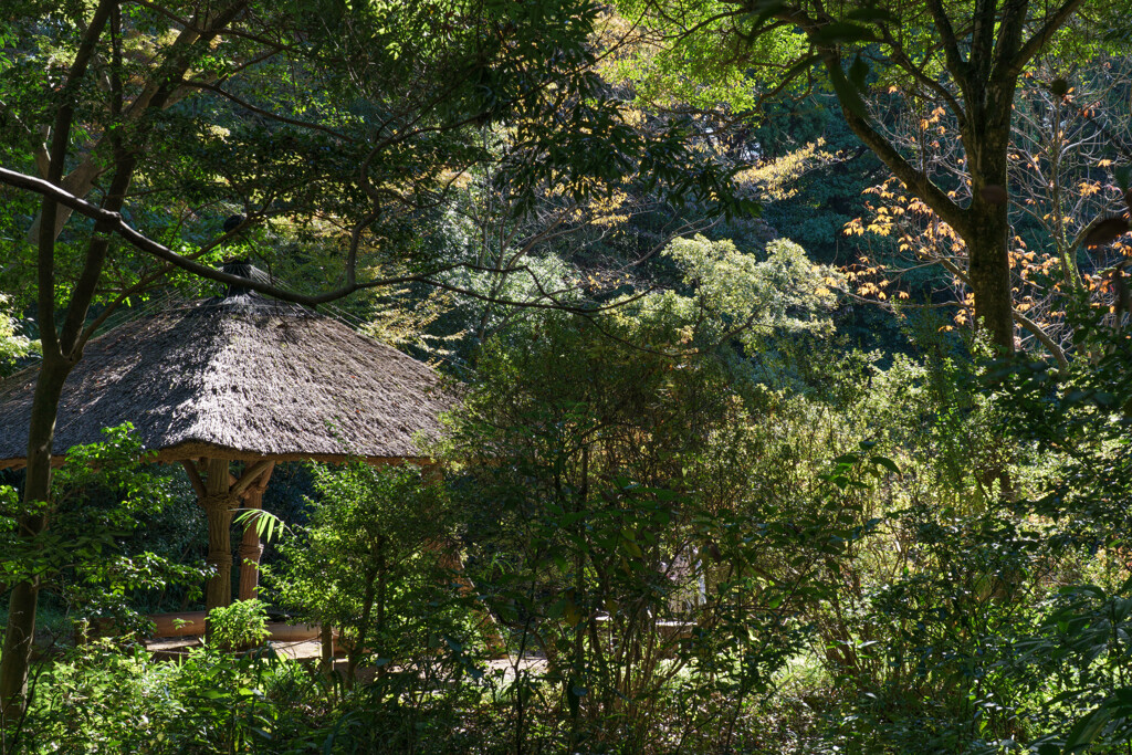 森の中の東屋