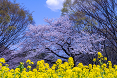 桜　菜の花