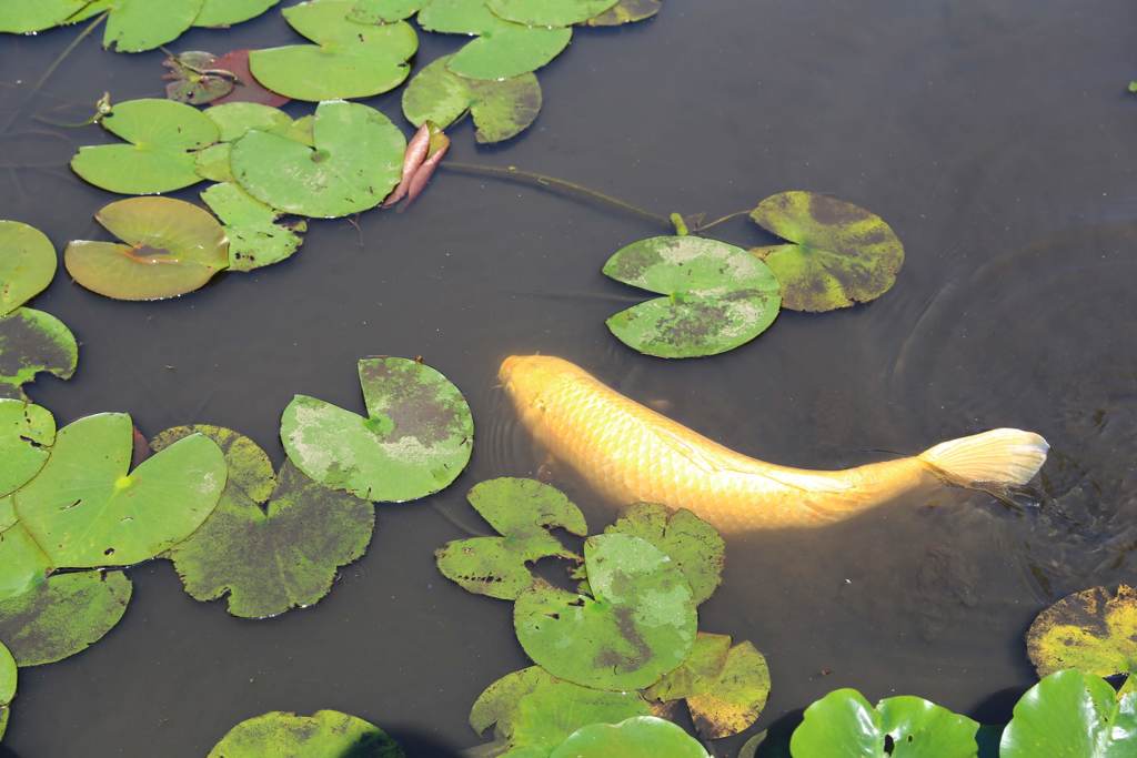 頭隠して尻隠さず (1)