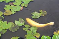 頭隠して尻隠さず (1)