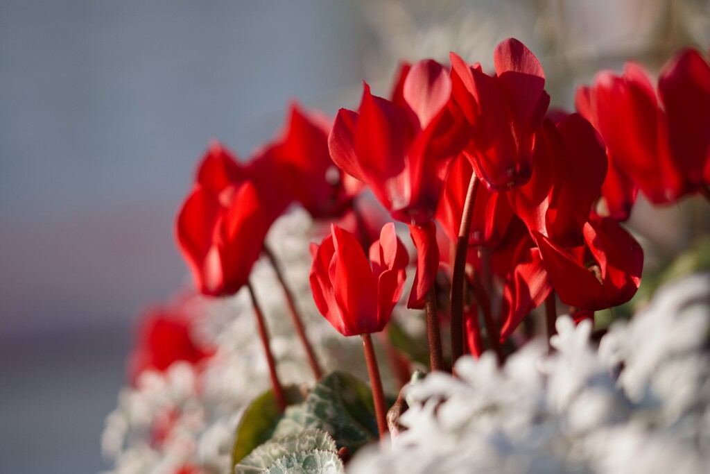 シクラメン