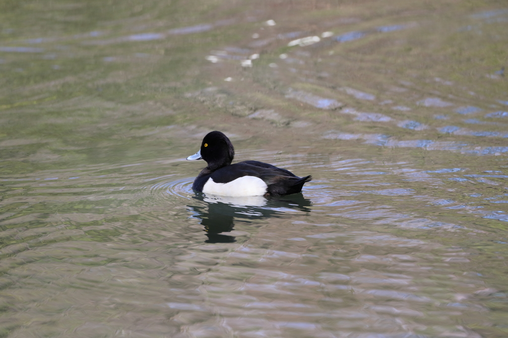 キンクロハジロ