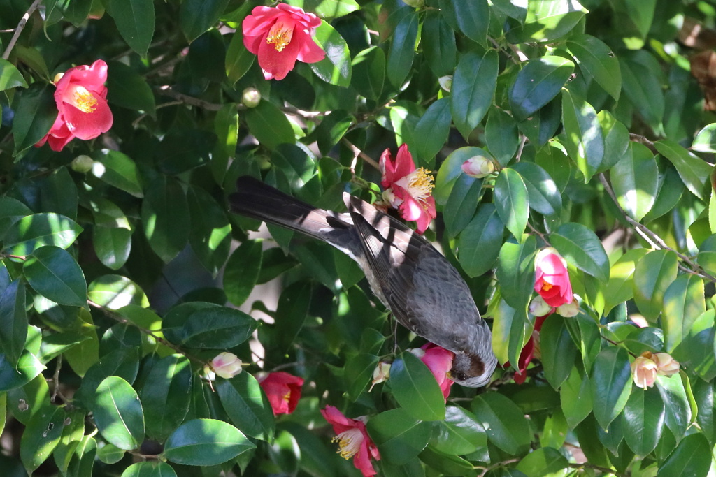 花をついばむヒヨドリ
