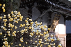 黄色い花　名前わからず