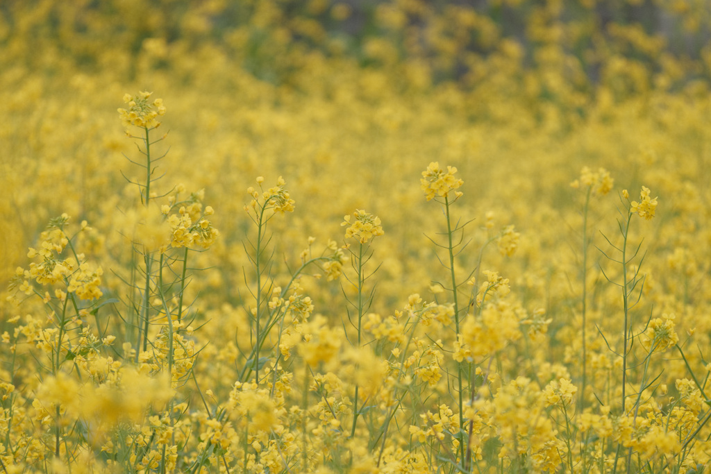 菜の花