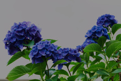 紫陽花