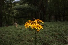 マルバタケブキ