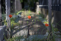 ながみひなげし