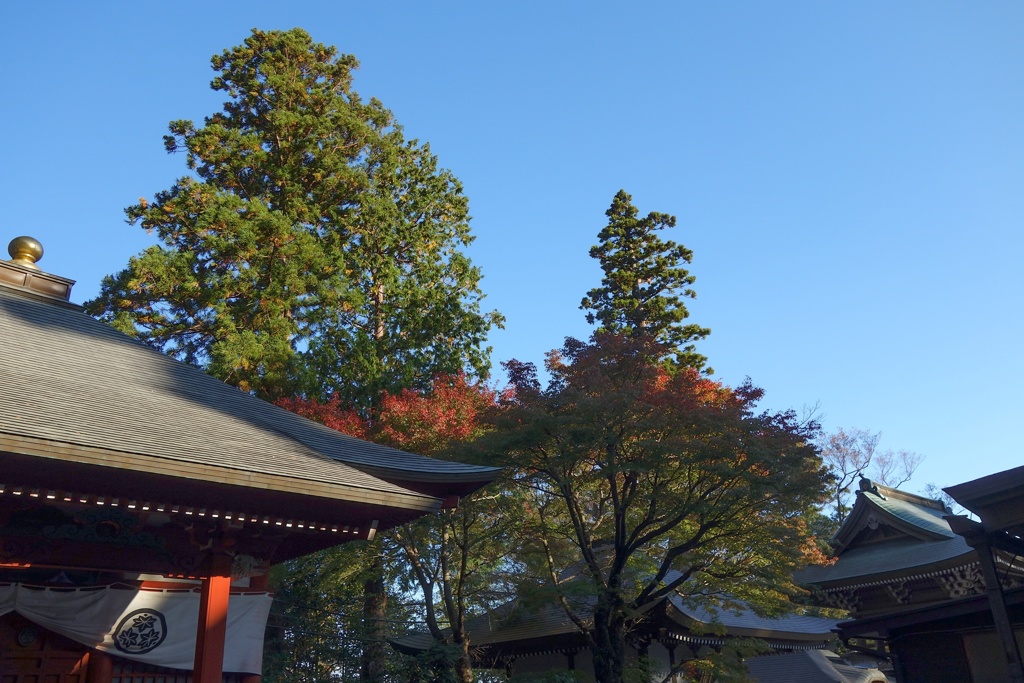 高尾山 　紅葉 (4)