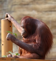 オランウータン