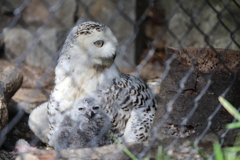 フクロウ 　親子