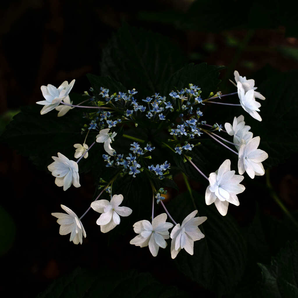 紫陽花