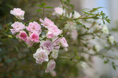 ファンシーな薔薇