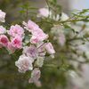 ファンシーな薔薇