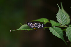 トンボエダシャク