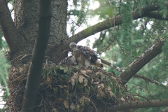 大鷹　雛