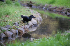 代々木公園のカラス