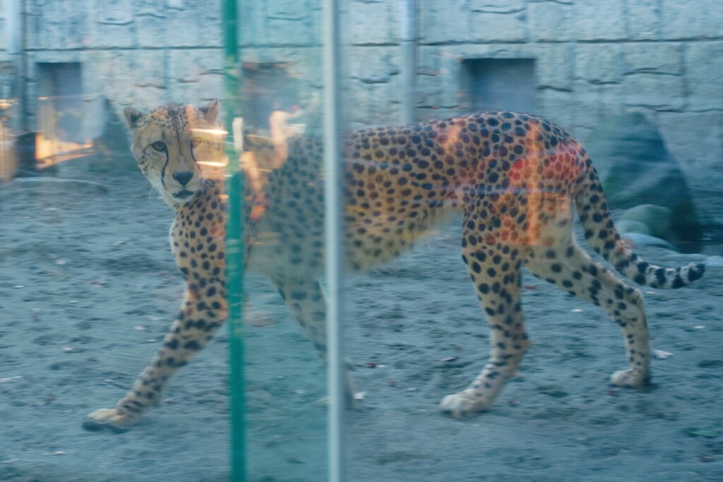 ウィンドウ越し