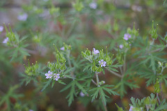 アメリカフウロ