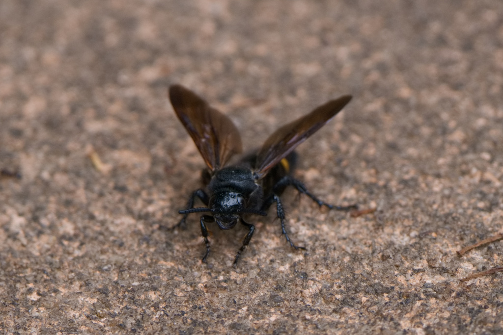 キオビツチバチ