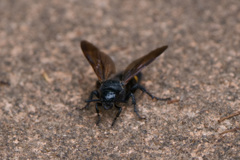 キオビツチバチ