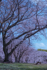 桜大木