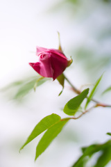 薔薇
