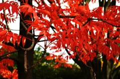 朱に燃える