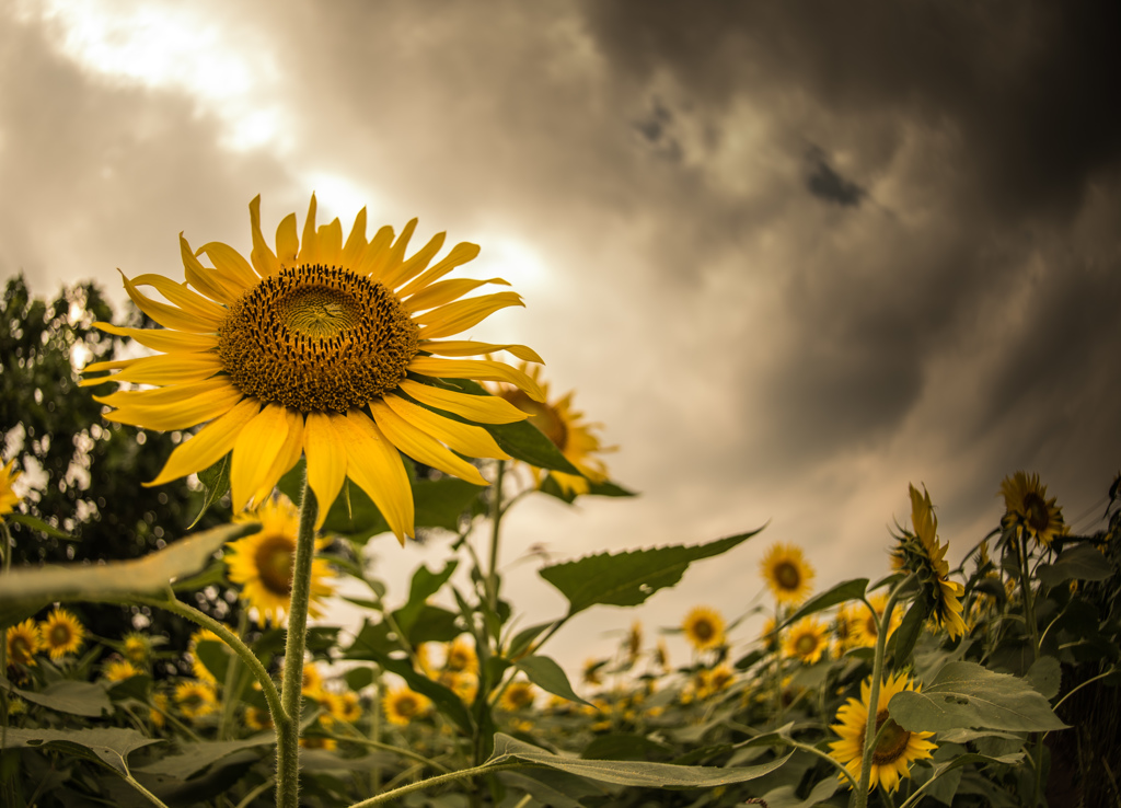 SunFlowers