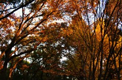 秋＋夕暮れ＝なんともいえない物悲しさ
